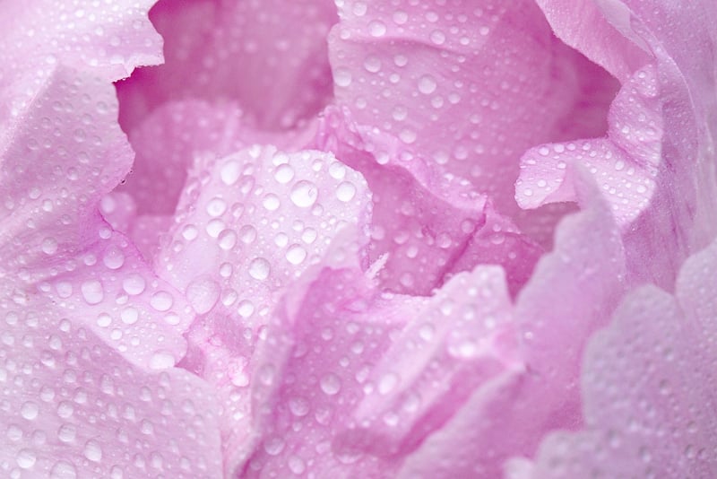 Witchy Petals