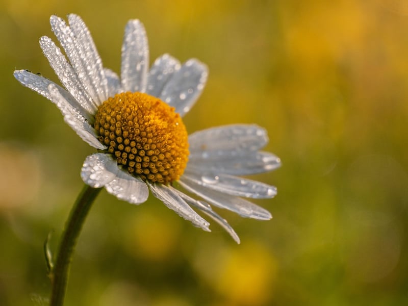 Daisies