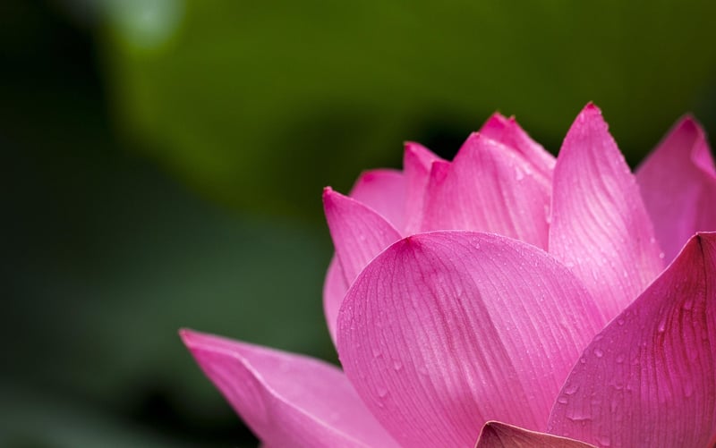 Lotus Flower