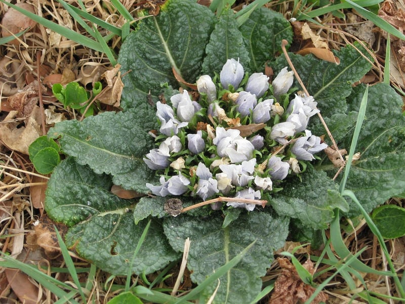 Mandragora Plant