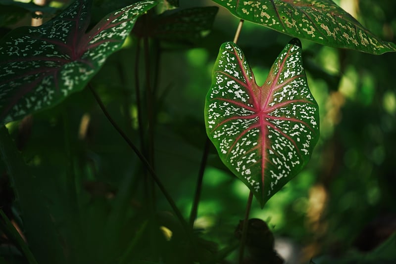 Mandrake Plant