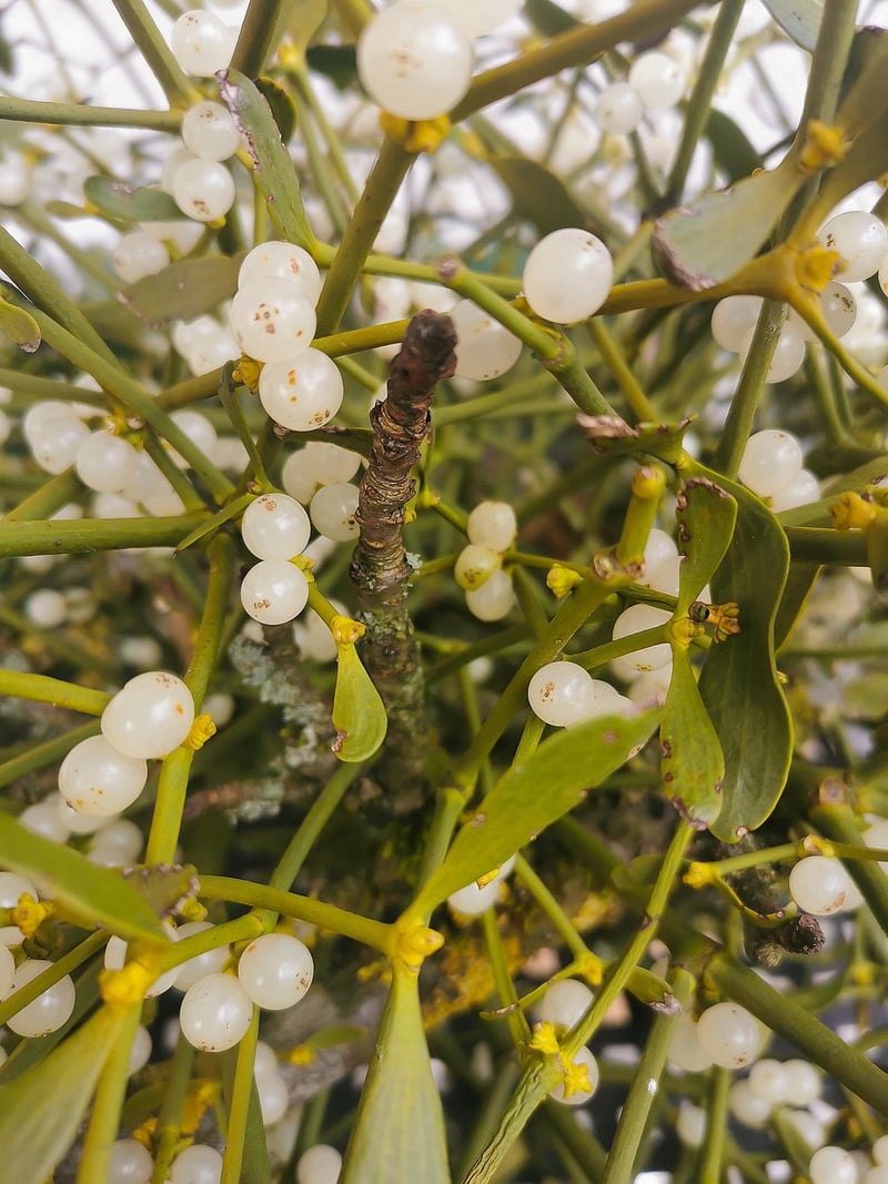 Mistletoe